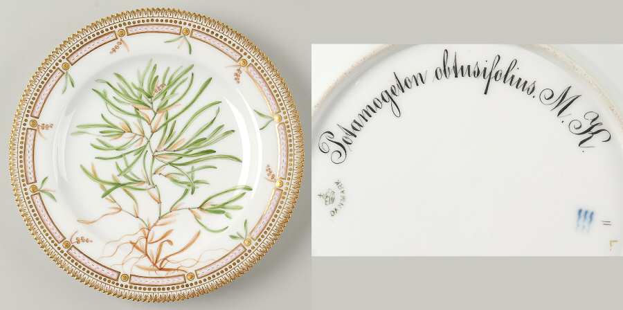 Flora Danica (1790 To 1960) Dinner Plate-Potamogeton obtusifolius M K
