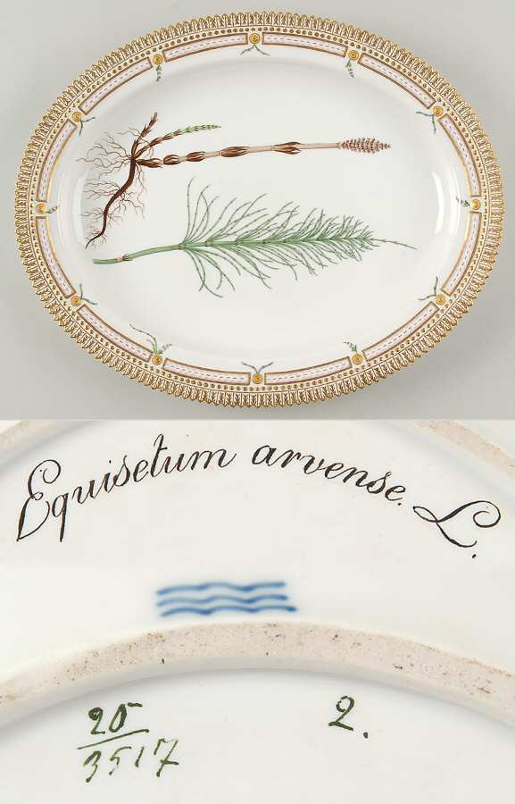 Flora Danica (1790 To 1960) 14" Oval Serving Platter-Equisetum arvense L