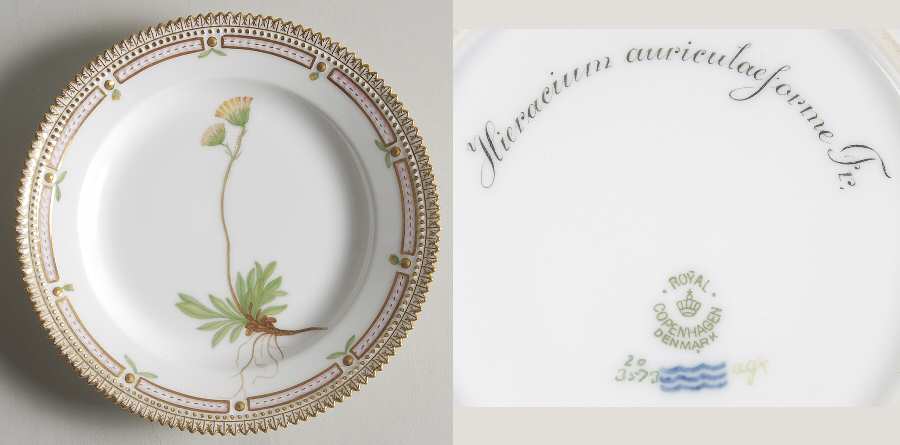 Flora Danica (1790 To 1960) Salad Plate-Hieracium auriculaeforme Fr
