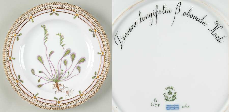 Flora Danica (1790 To 1960) Dinner Plate-Drosera longifolia B obovata Koch