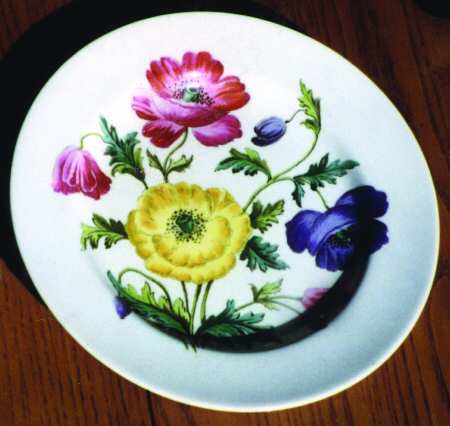 Anemone by Spode