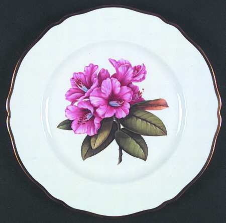 Rhododendron Dinner Plate