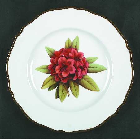 Rhododendron Dinner Plate