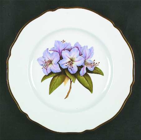 Rhododendron Dinner Plate