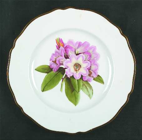 Rhododendron Dinner Plate