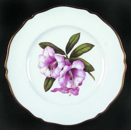 Rhododendron Dinner Plate