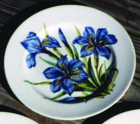 Iris by Spode