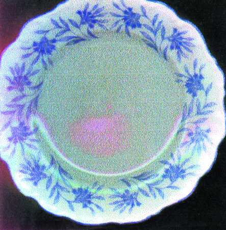 Kornblume Dinner Plate