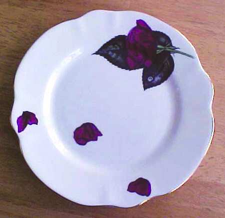 A Rose For You by Salisbury
