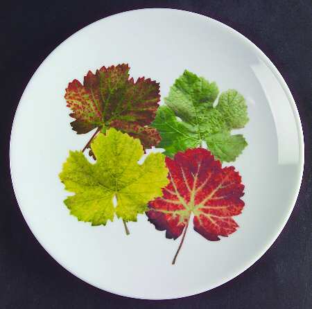 Leaf Harmony Salad Plate