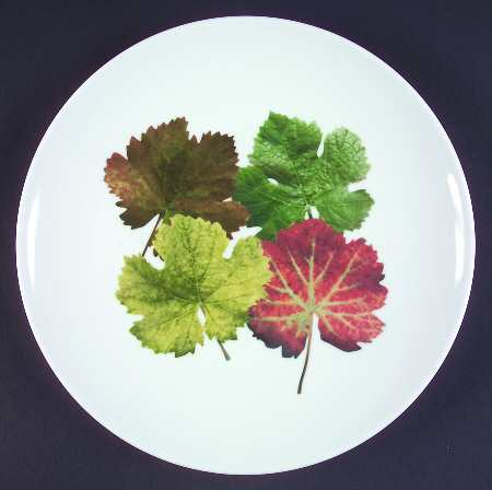 Leaf Harmony by Studio Nova