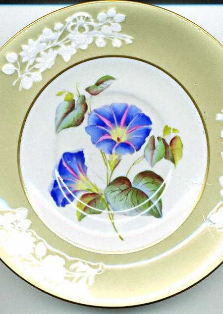 Convolvulus by Spode