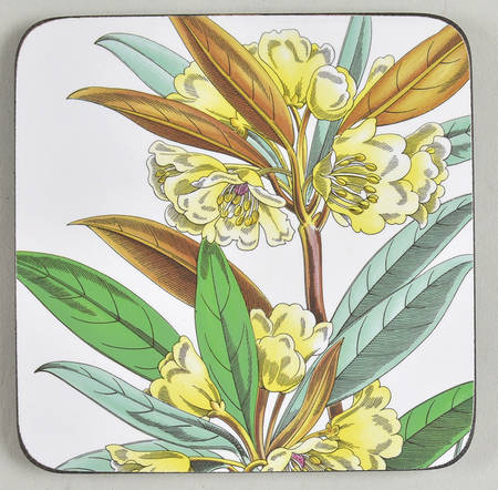 Stafford Blooms Square Corkback Coaster