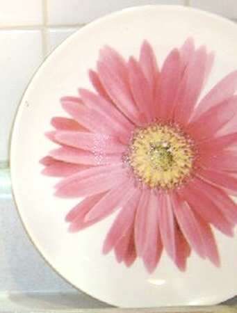 TGT2 Dinner Plate