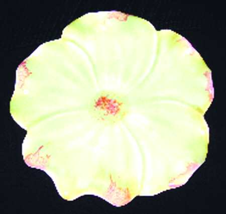 California Petalware by USA