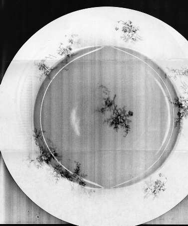 UNC201 Dinner Plate