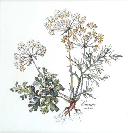 Botanica Trivet