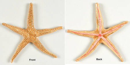 Triton Collection Starfish