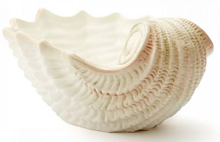 Isola Mare 15" Shell Shaped Bowl
