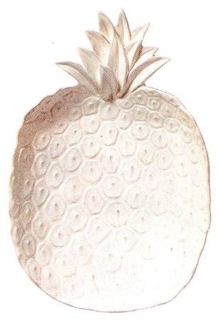 Pineapples by Vietri (Italy)