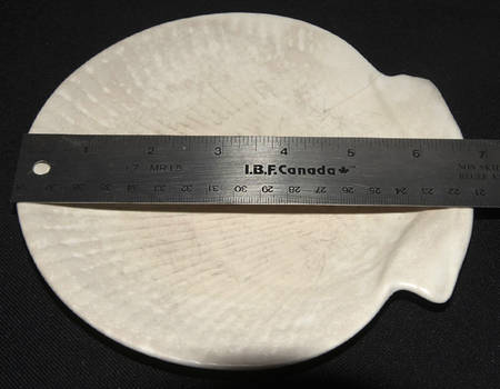 Nautilus (Glossy) Bread & Butter Plate