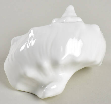 Nautilus (Glossy) Shell