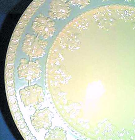 AM9262 by Wedgwood
