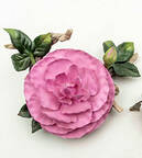 Flower Sculptures Old-Fasioned Rose - No Box