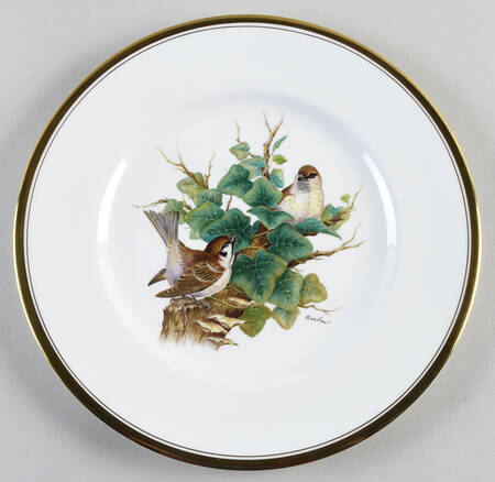 European Bird Tree Sparrow - Boxed