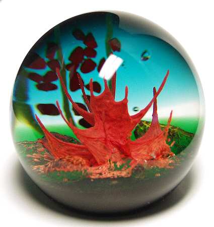 Caithness Paperweight Coral Dream - Boxed