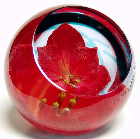 Caithness Paperweight Amaryillis-Botanical Studies - Boxed