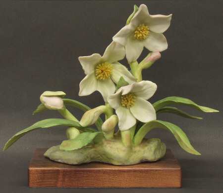 Floral Studies Christmas Rose  - No Box