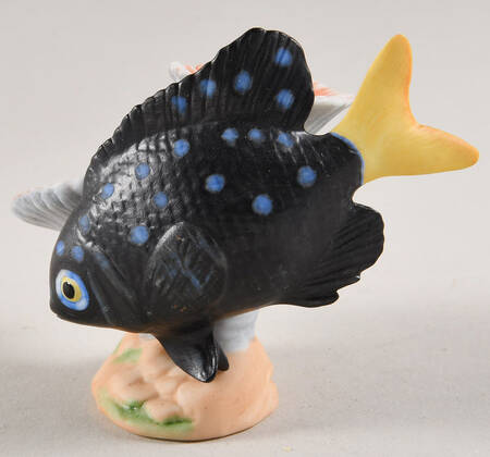Jewels of The Sea Yellowtail Damselfish - No Box