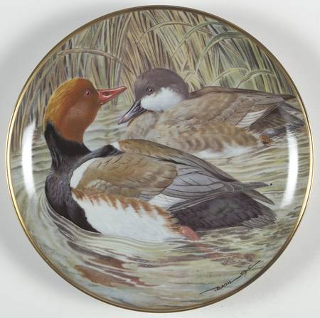 Water Birds of the World Red-Crested Pochard-Netta Rufina - No Box