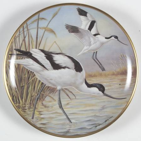 Water Birds of the World Avocet-Recurvirostra  Avosetta - No Box