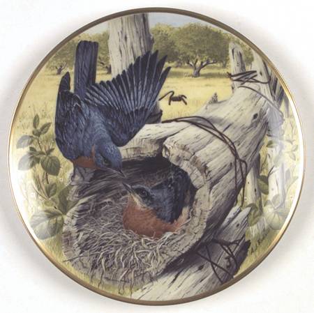 Birds of The Country Eastern Bluebird-Nesting On Eggs - No Box