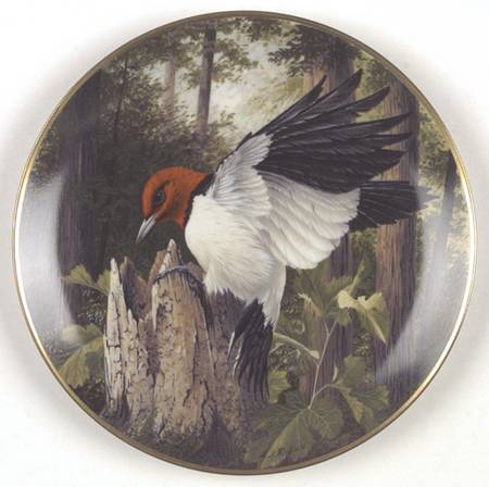 Birds of The Country Woodpecker-Exploring The Woods - No Box