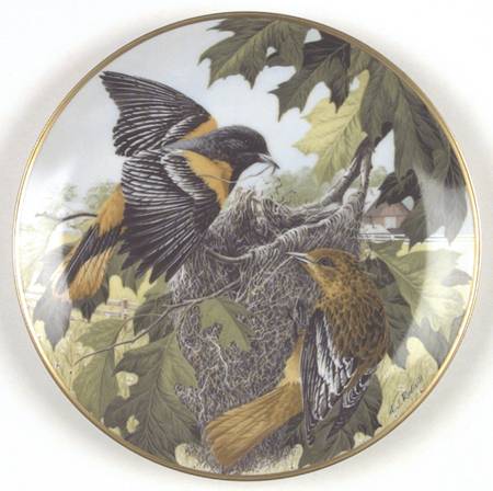 Birds of The Country Northern Oriole-Building The Nest - No Box