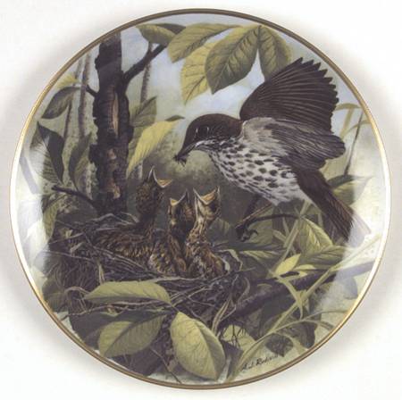 Birds of The Country Woodthrush-Feeding Time - No Box