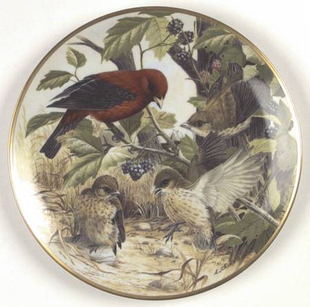 Birds of The Country Scarlet Tanager-Learning To Fly - No Box