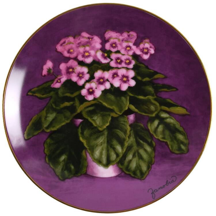 African Violet Kiss T - No Box