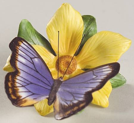 Butterflies of The World  Australian Beak-Guinea Flower - No Box