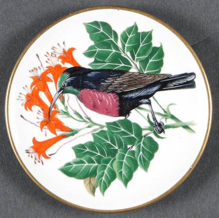 Songbirds of The World Scarlet Chested Sunbird - Boxed