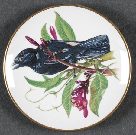 Songbirds of The World Scarlet Rumped Tanger - Boxed