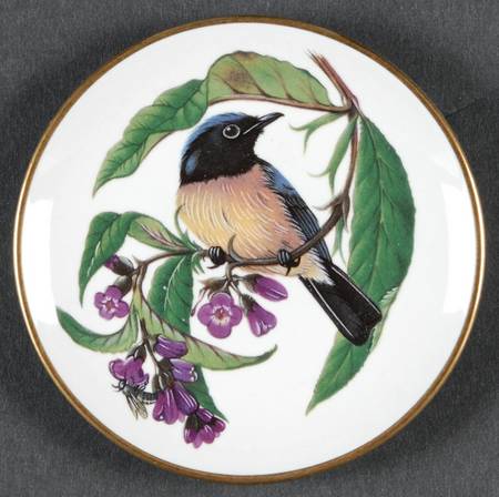 Songbirds of The World Rufous Bellied Niltava - Boxed