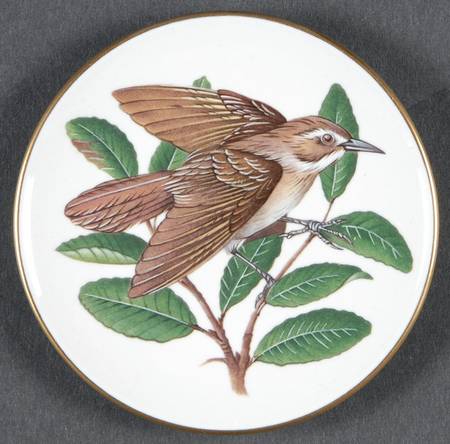 Songbirds of The World Rufous Ovenbird - Boxed