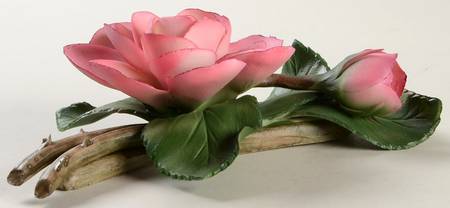 The Twelve Months of Roses Mme. Pierre Oger - No Box