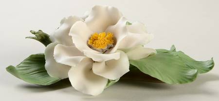 The Twelve Months of Roses Rosa  Alba - No Box