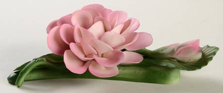 The Twelve Months of Roses Duchesse De Brabant - No Box