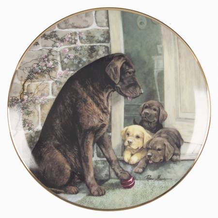 Labradors-Ruane Manning On The Ball - No Box